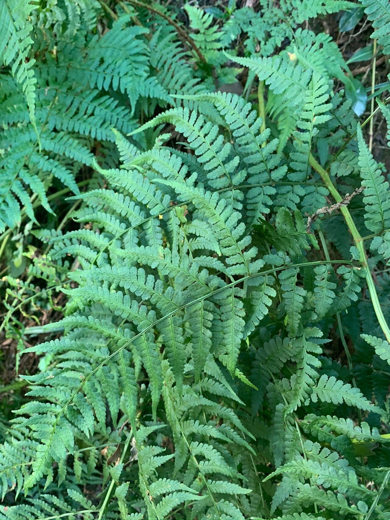 Dryopteris lewalleana leaf