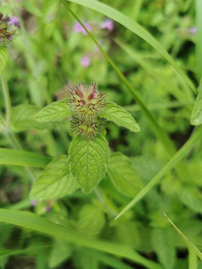 Clinopodium vulgare leaf