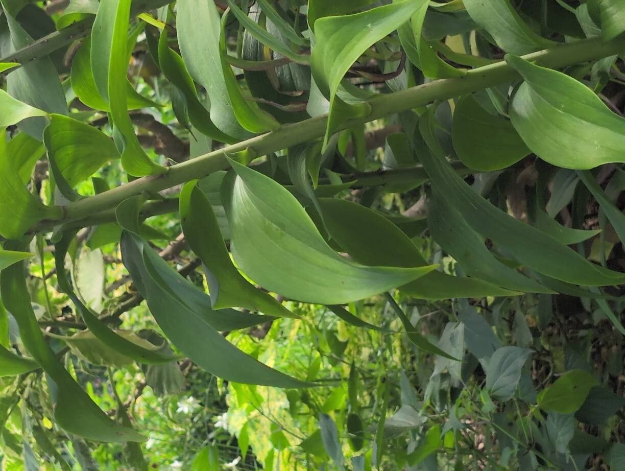 Lilium speciosum leaf