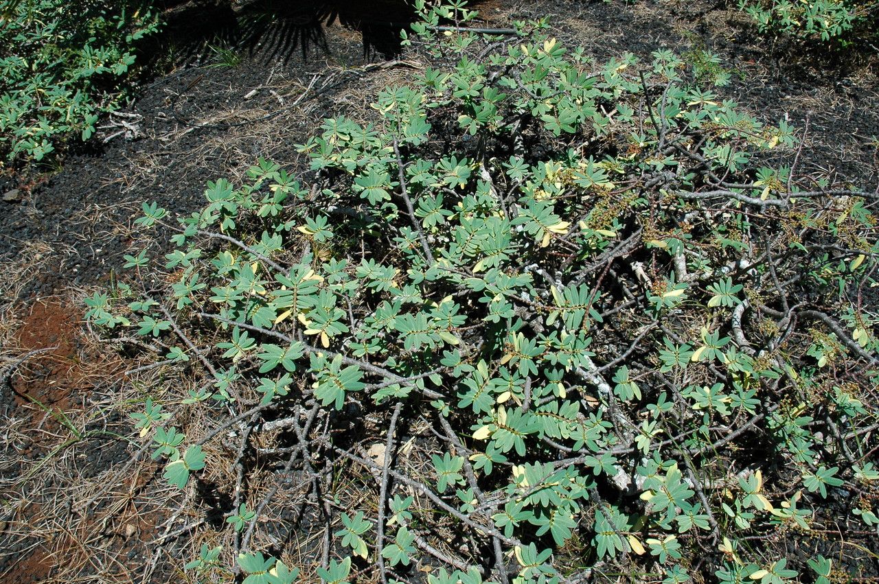 Euphorbia celastroides habit