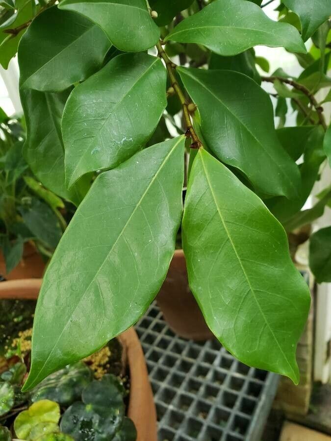 Michelia figo — search result for 'Magnoliaceae'