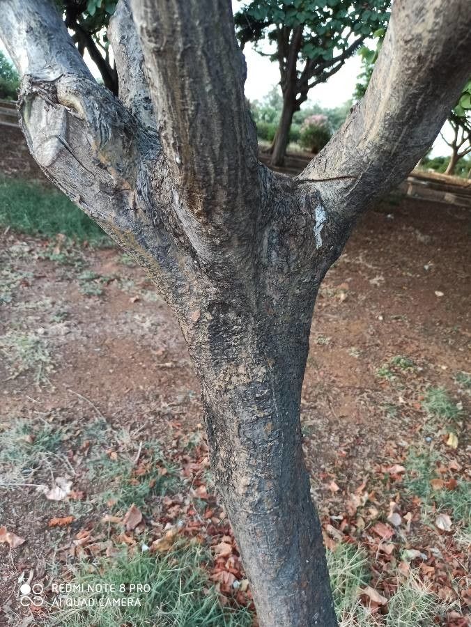 Erythrina humeana bark