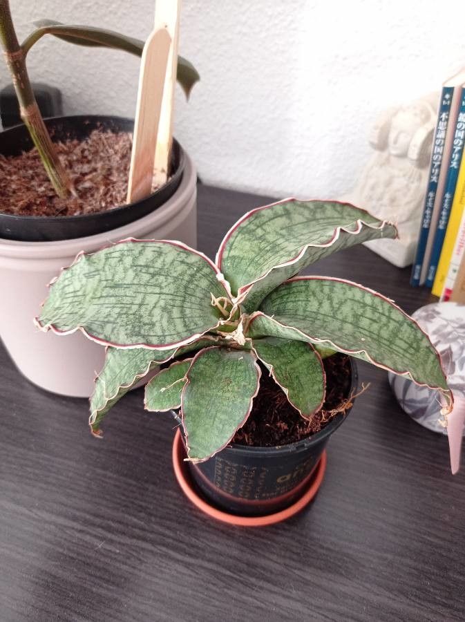 Dracaena kirkii — search result for 'Dracaena'