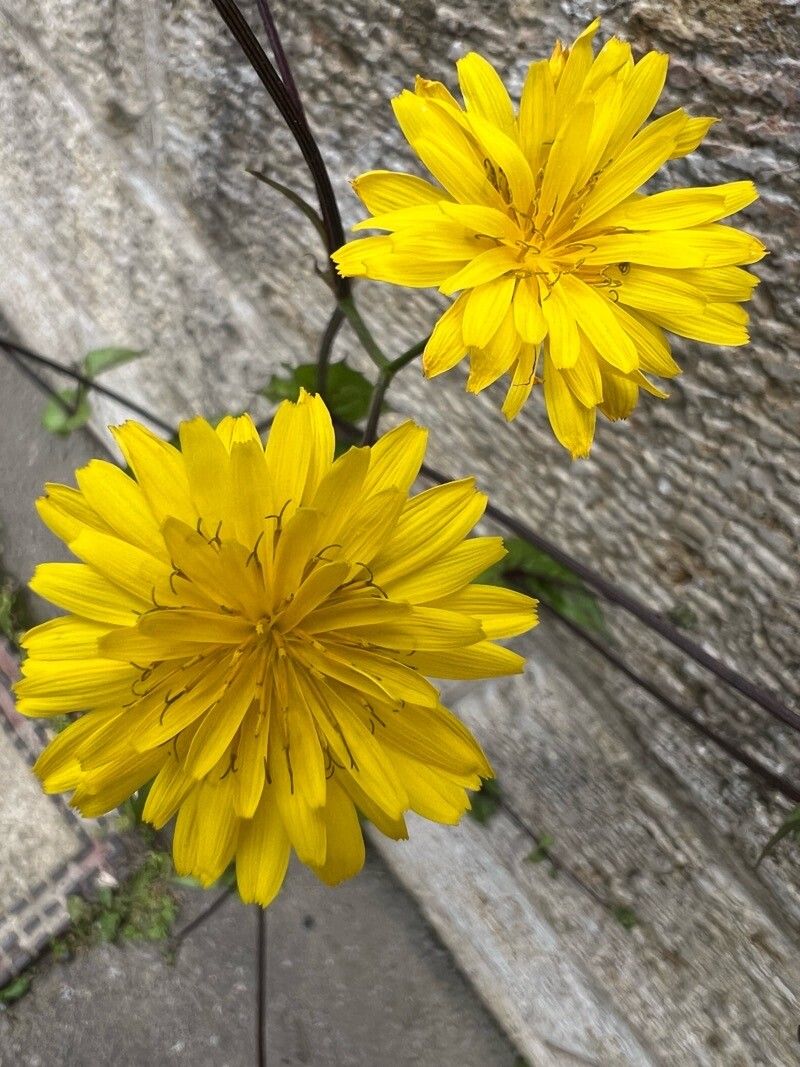 Crepis palaestina — houseplant care guide