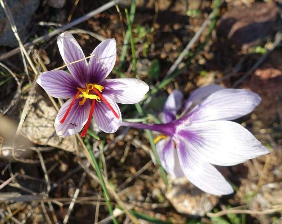 Crocus cartwrightianus flower