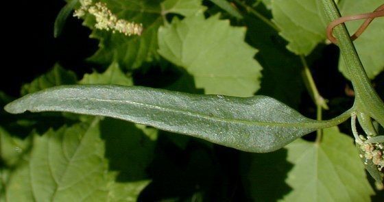 Chenopodium standleyanum — search result for 'Chenopodium'