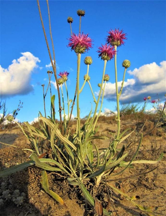 Jurinea albicaulis flower