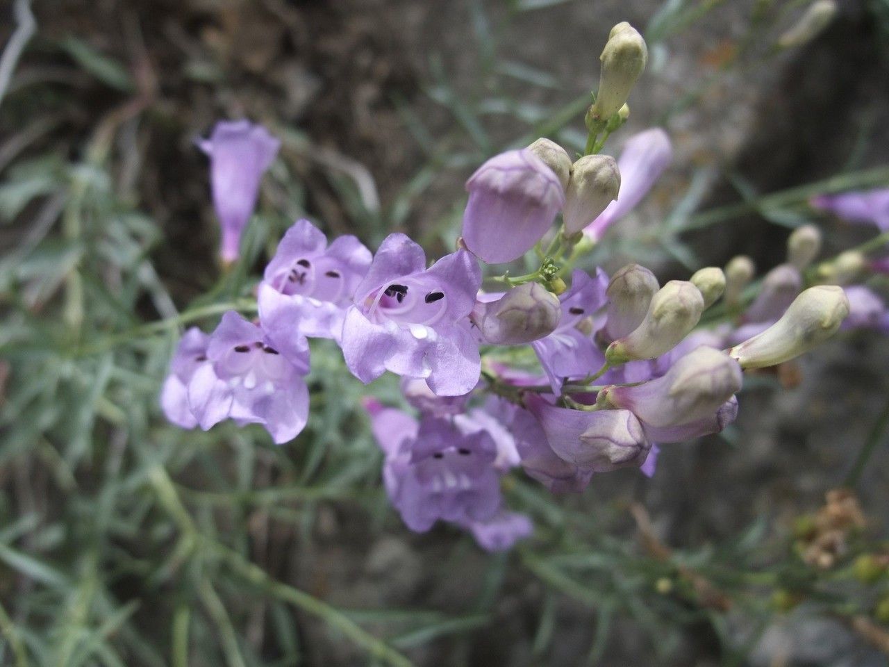 Penstemon sepalulus flower