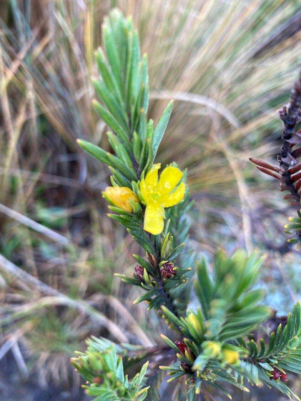 Hypericum lancioides flower