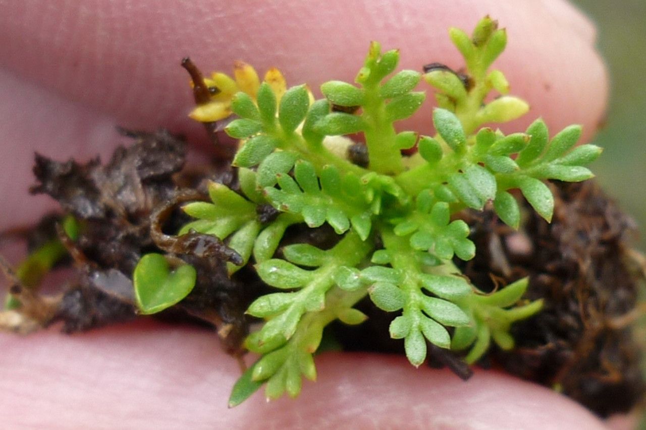 Soliva mexicana habit