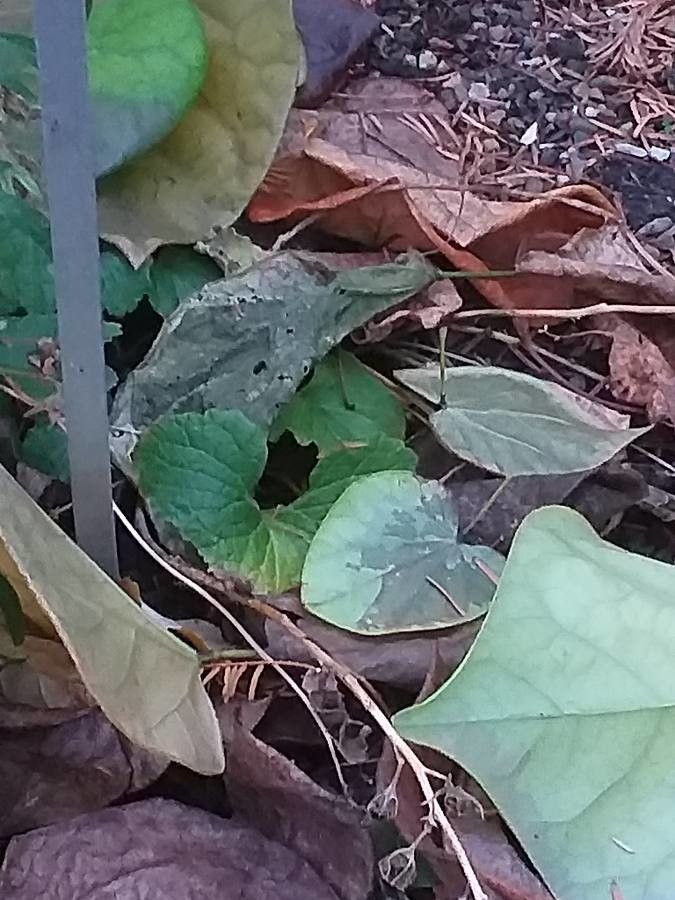 Campanula dolomitica — houseplant care guide