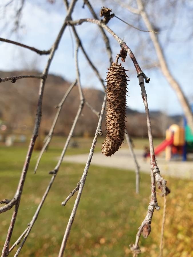 Betula occidentalis flower
