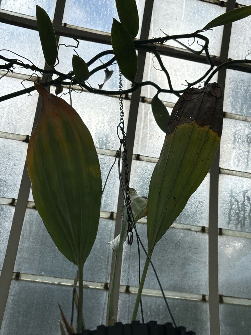 Stanhopea florida — search result for 'Stanhopea'