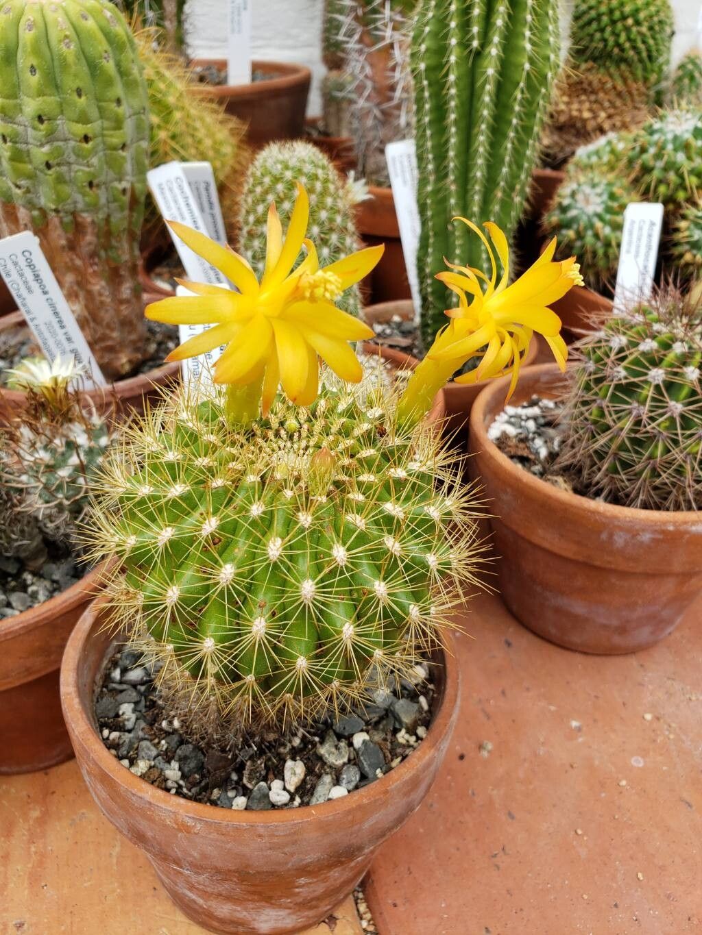 Matucana huagalensis habit