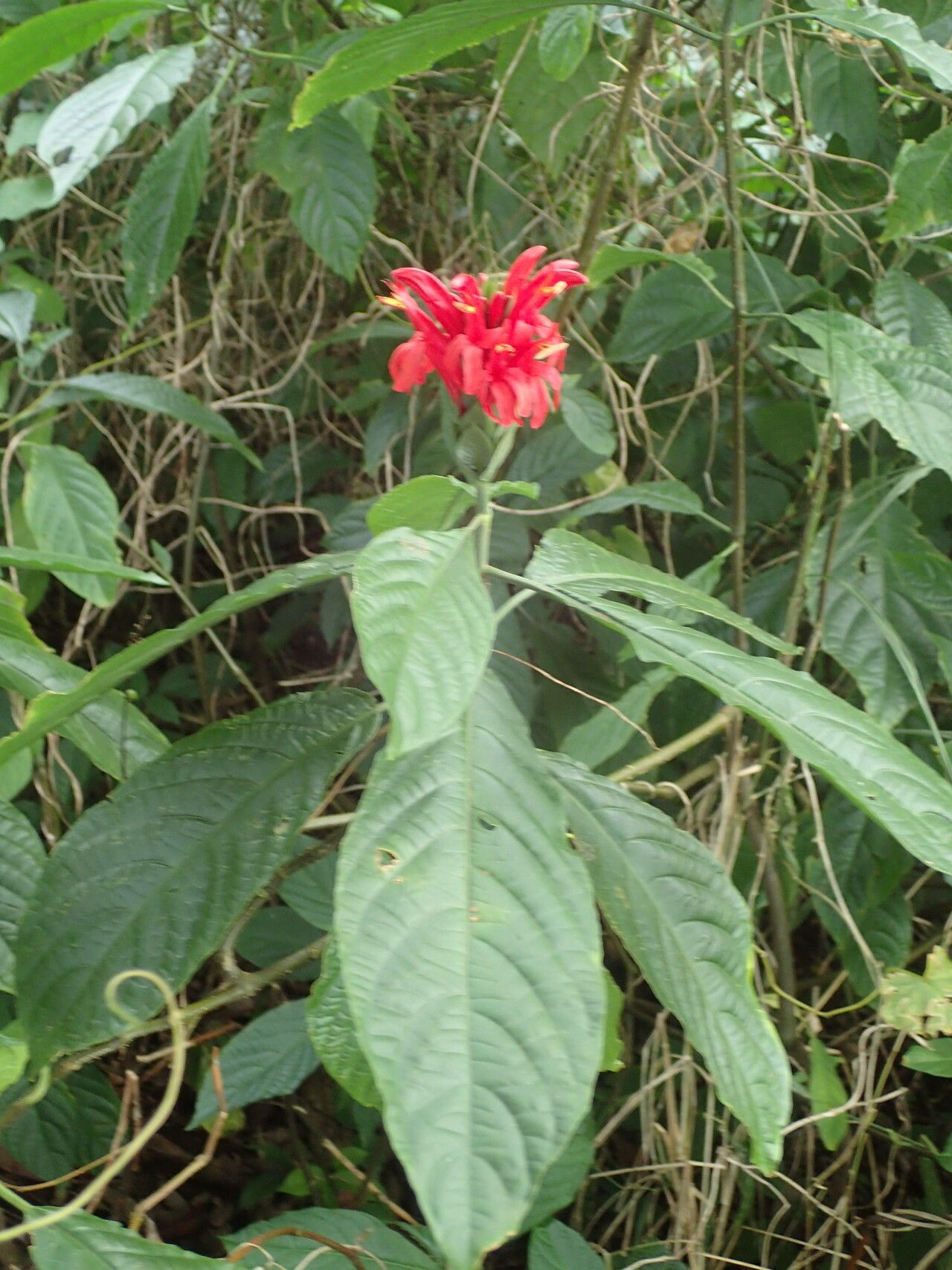 Pachystachys spicata — related species from the same genus