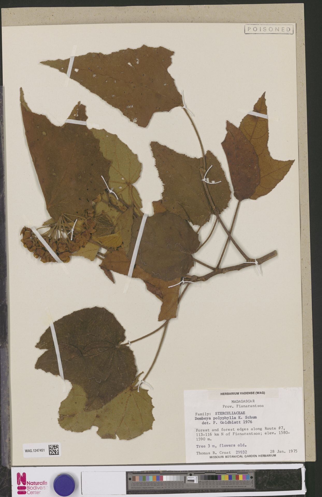 Dombeya polyphylla — houseplant care guide