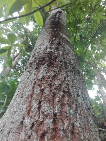 Colubrina glandulosa bark