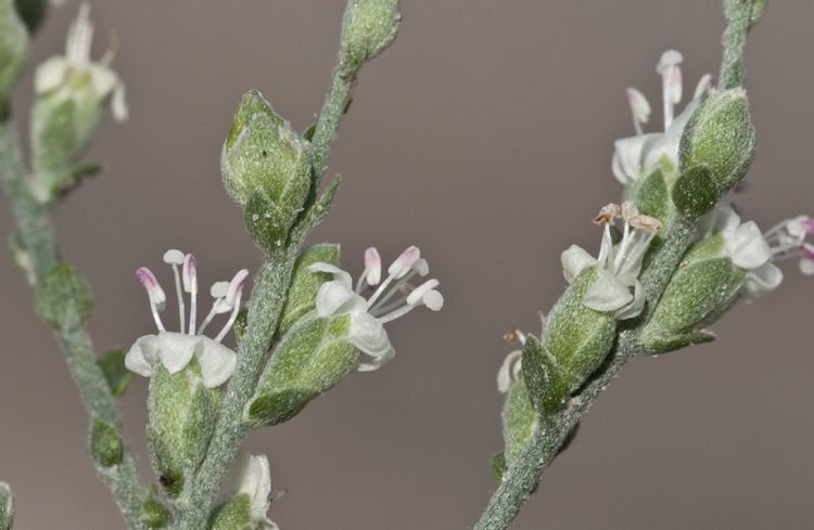 Cressa nudicaulis — related species from the same genus
