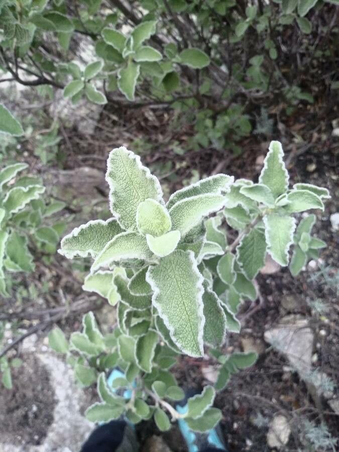 Cistus creticus leaf