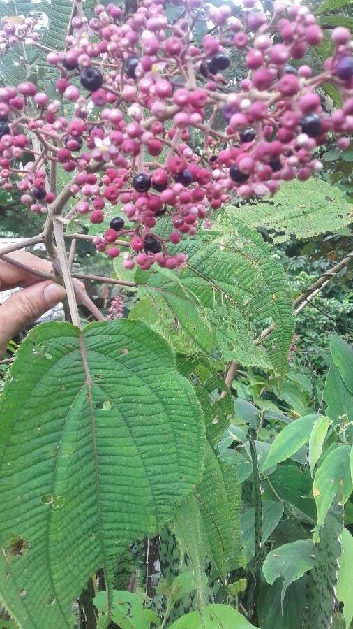 Miconia subcrustulata fruit