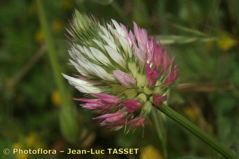 Trifolium mutabile flower