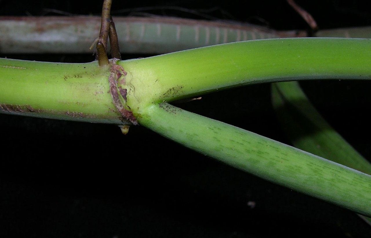 Philodendron ligulatum bark
