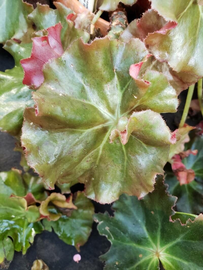 Begonia manicata — houseplant care guide