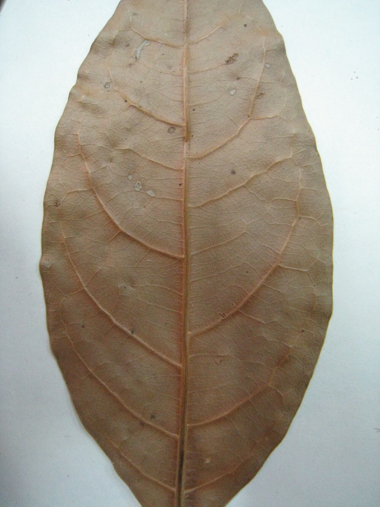 Talisia praealta other