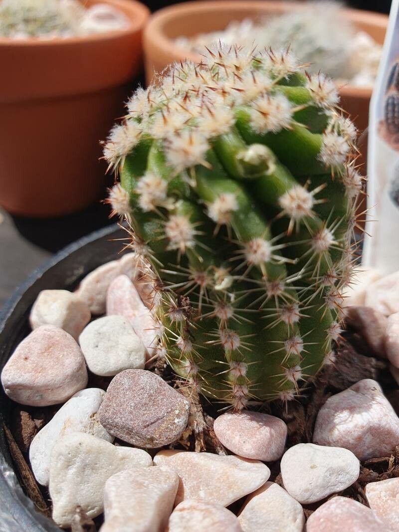 Echinopsis arachnacantha