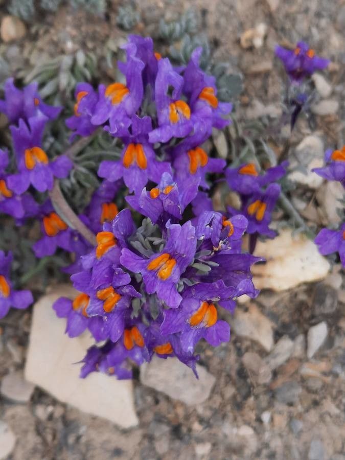 Linaria alpina flower