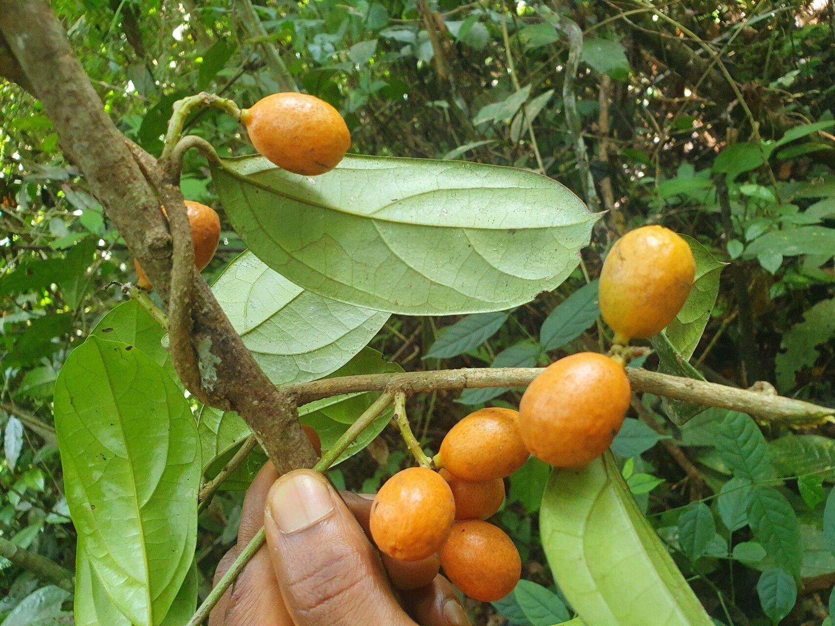 Pyrenacantha glabrescens fruit