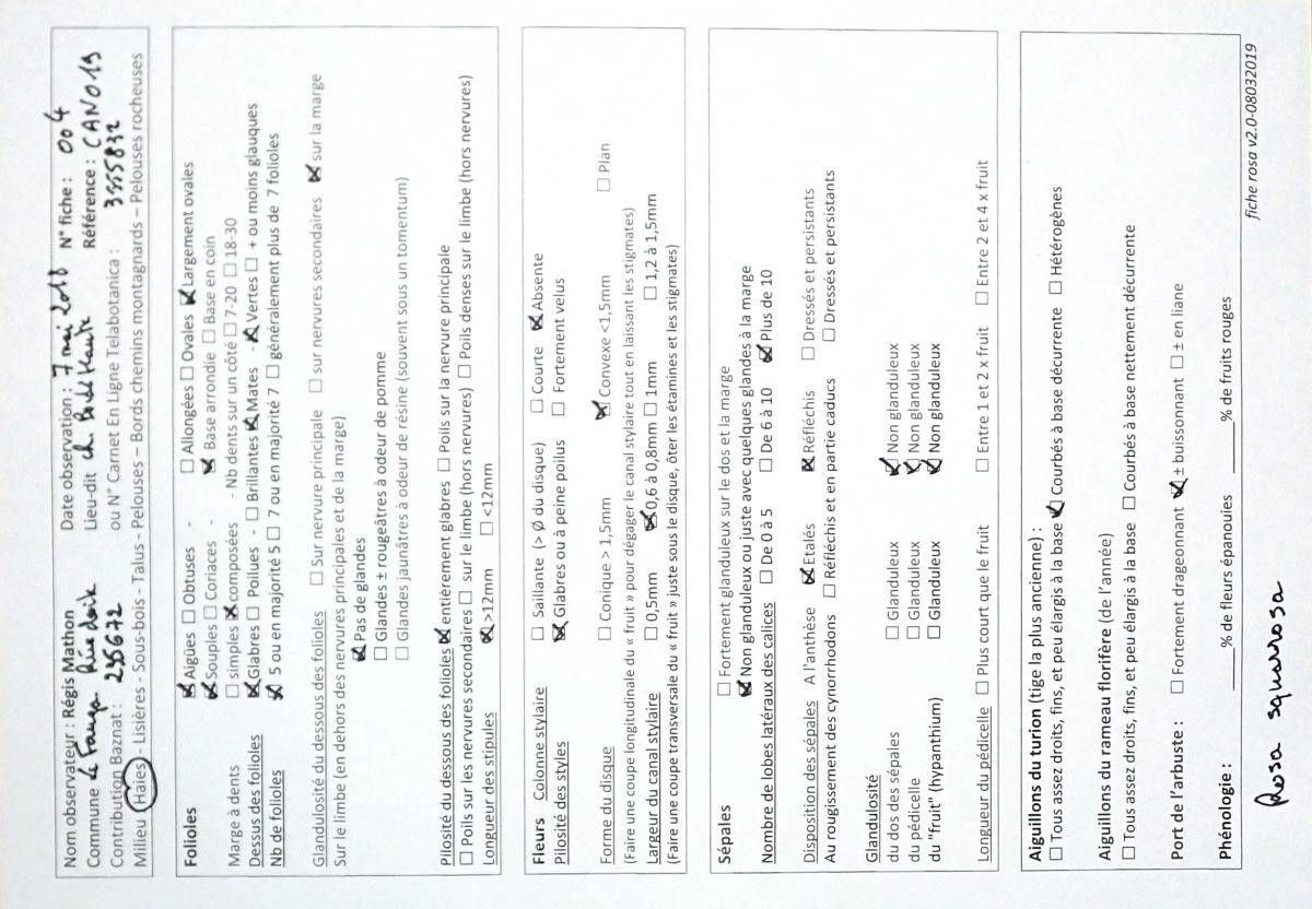 Rosa squarrosa other