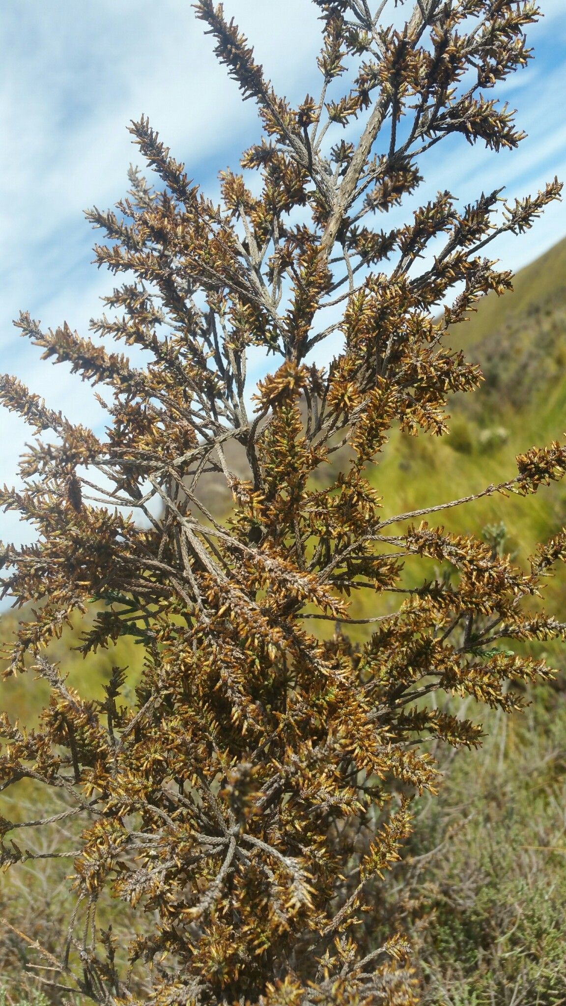 Seriphium cryptophyllum habit