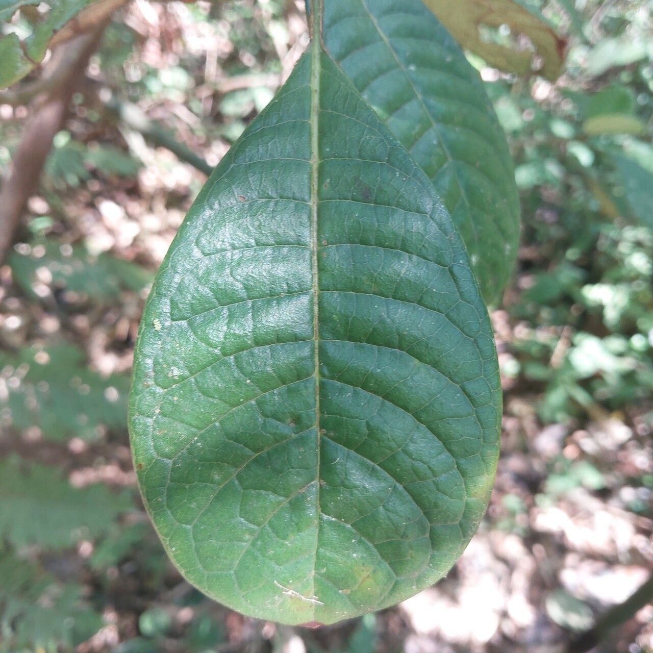 Psychotria bullulata leaf