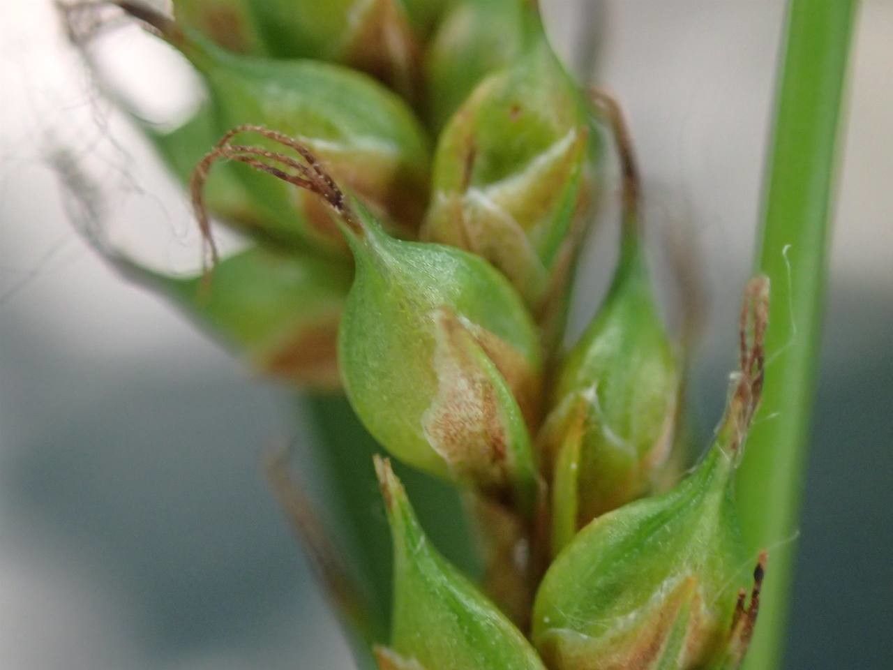 Carex distans fruit