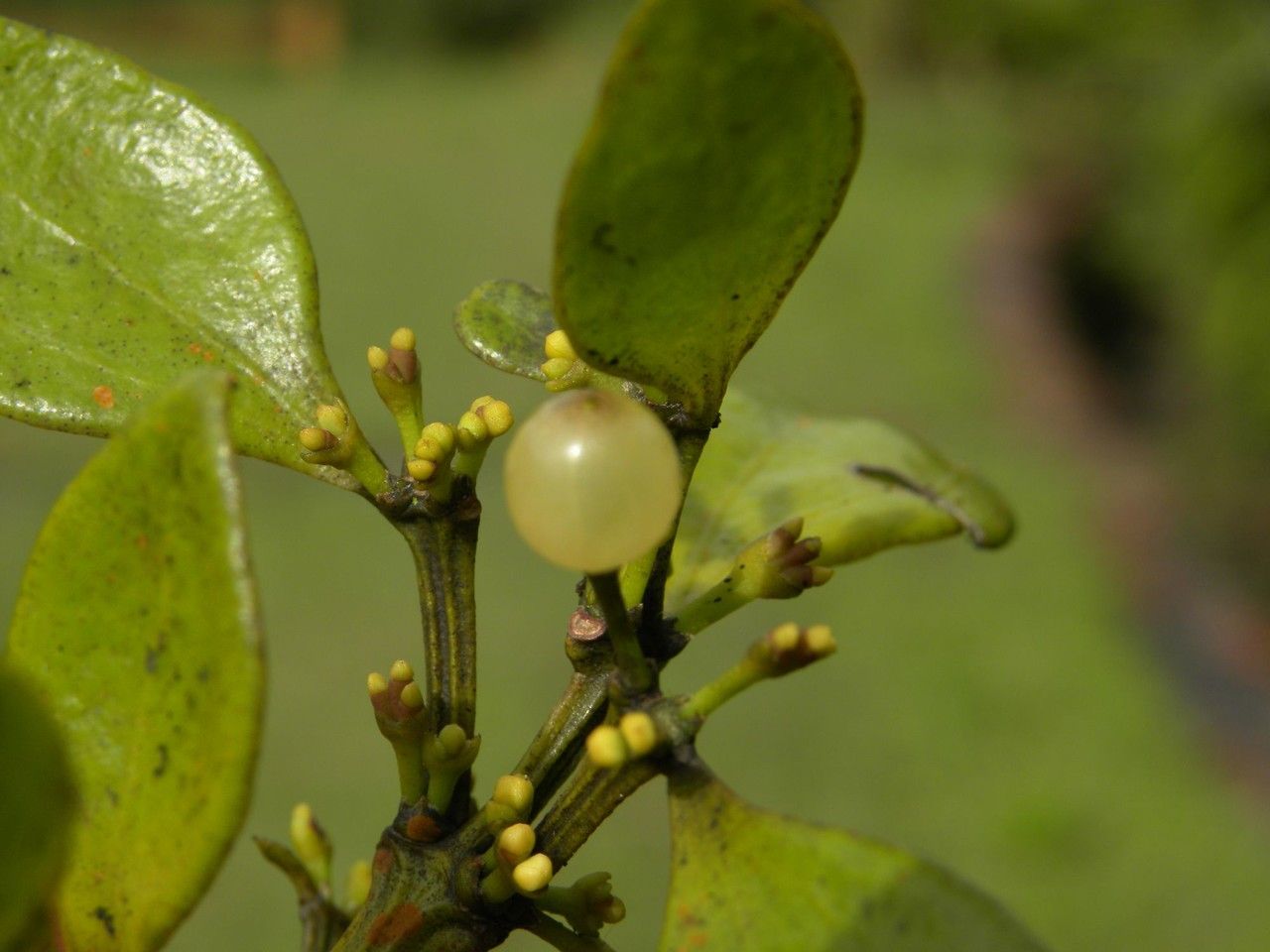 Viscum triflorum fruit