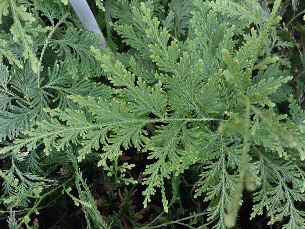 Selaginella stauntoniana — houseplant care guide
