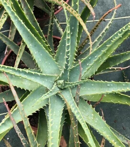 Aloe × spinosissima — houseplant care guide