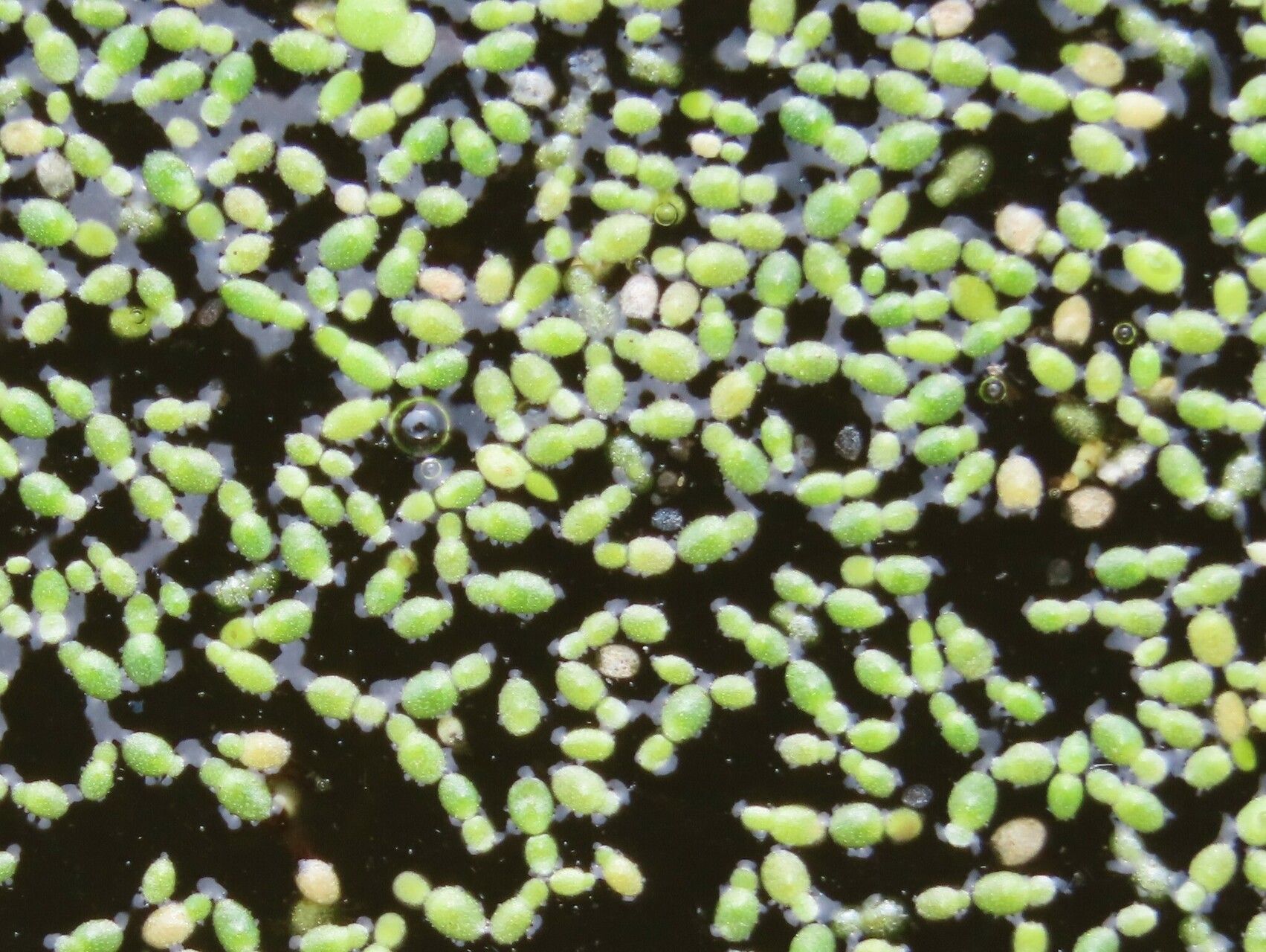 Wolffia brasiliensis leaf