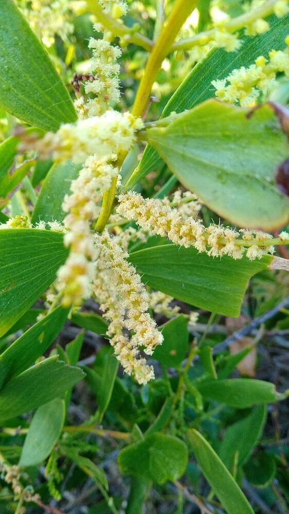 Acacia sophorae flower