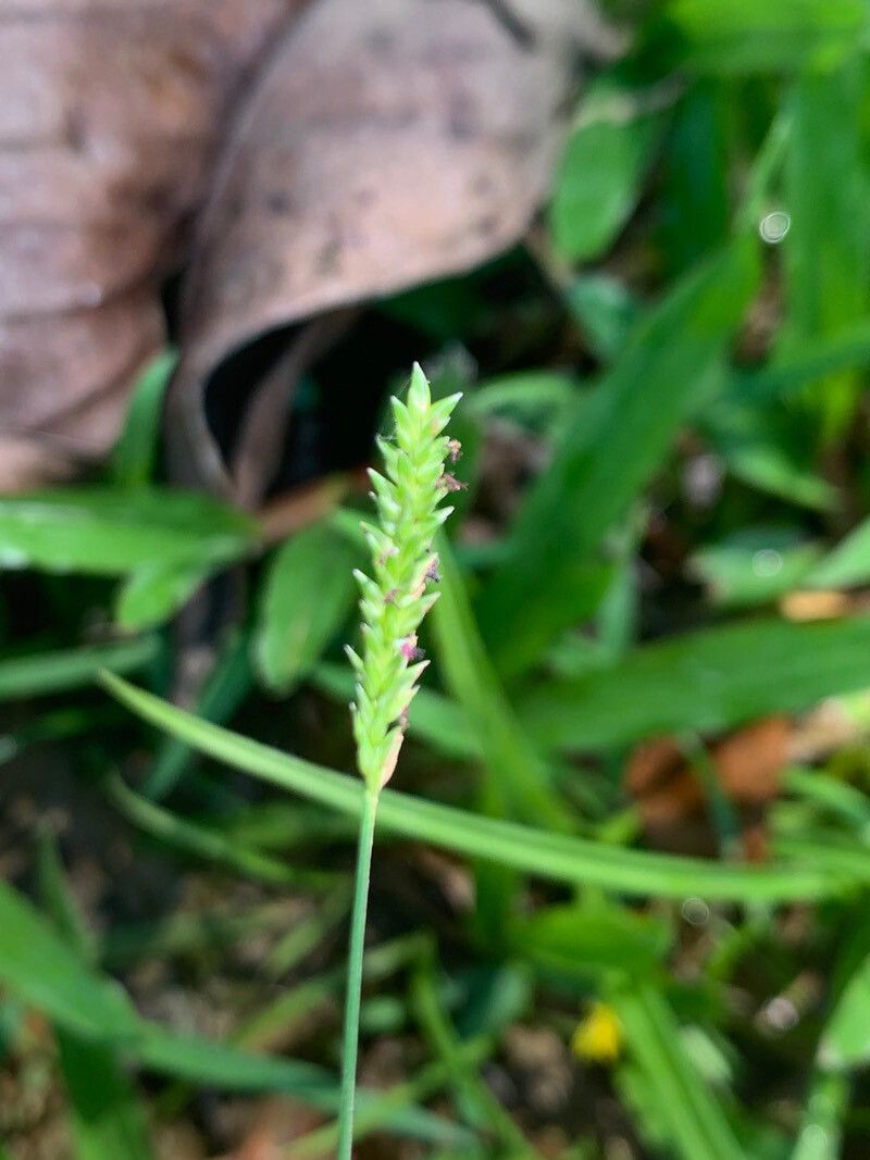 Sacciolepis indica flower