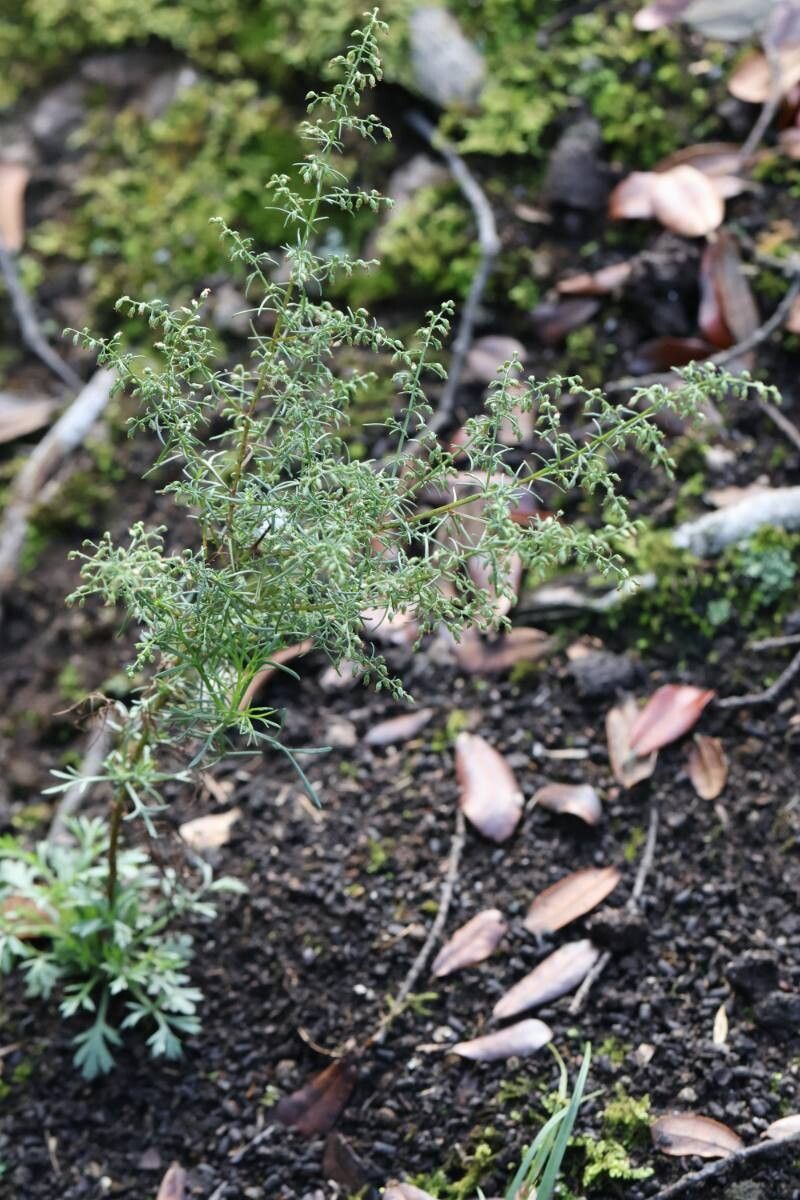 Artemisia capillaris flower