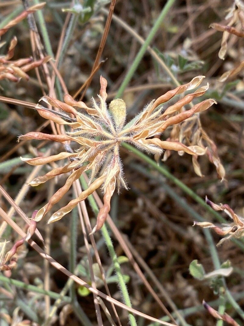 Lotus campylocladus fruit