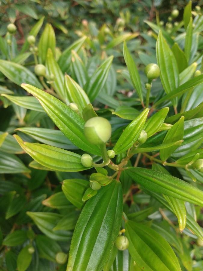 Tibouchina mutabilis fruit