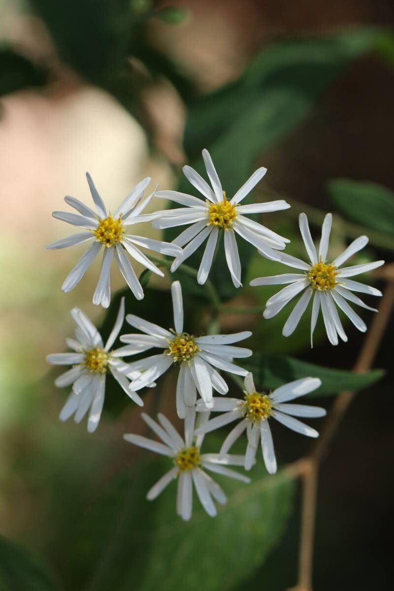 Aster semiamplexicaulis — houseplant care guide