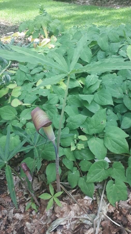 Arisaema ciliatum flower