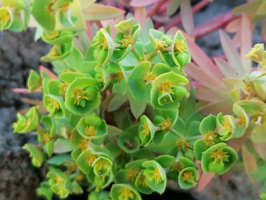 Euphorbia linifolia flower