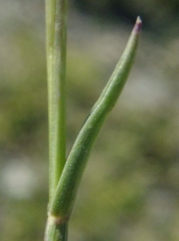 Trisetum distichophyllum bark