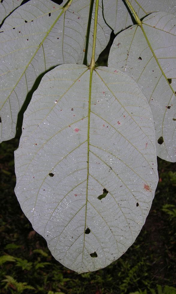 Sterculia recordiana leaf