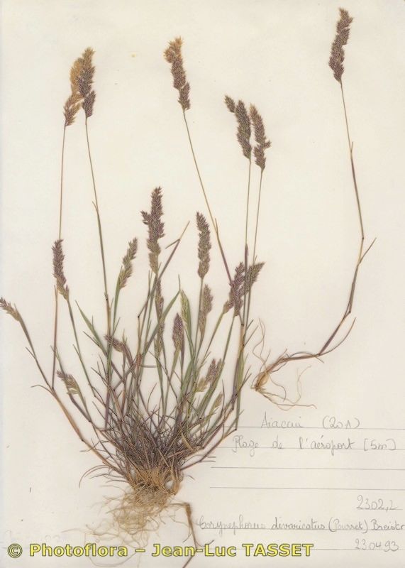 Corynephorus articulatus — related species from the same genus